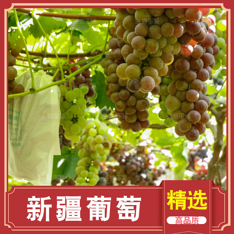 一大片成熟的紫葡萄