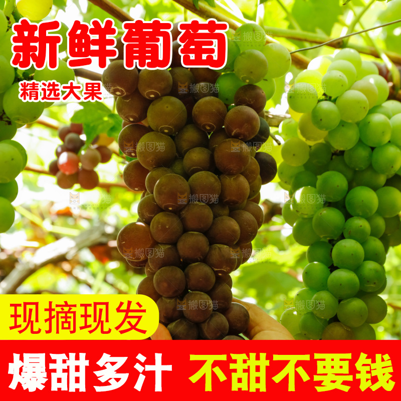 手拿着葡萄藤上的葡萄