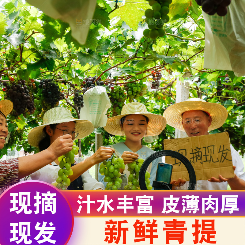 果农手里拿着青提葡萄