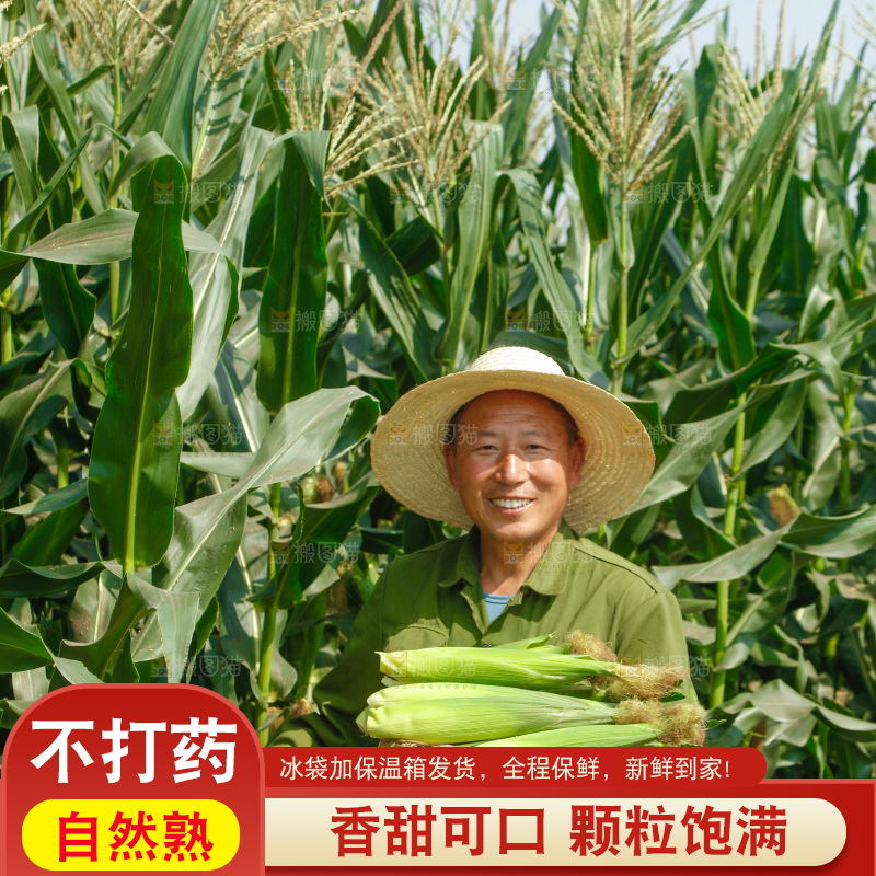 农民手里拿着一筐玉米