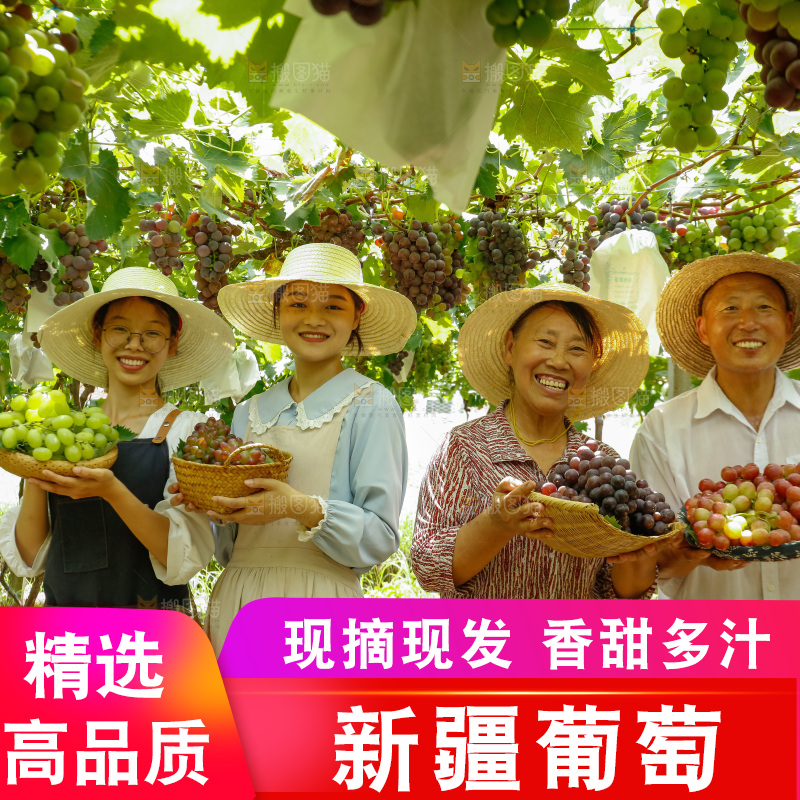 农民手里拿着现摘葡萄