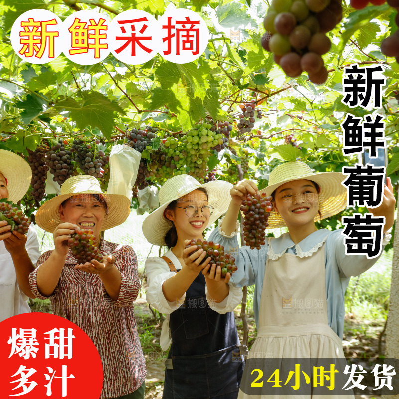 农民正在葡萄园直播