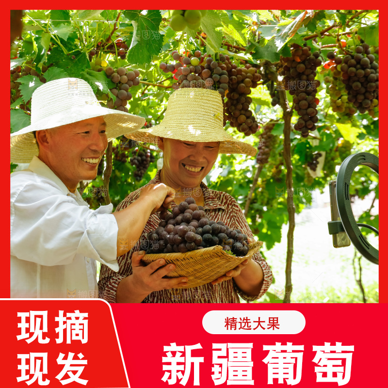 农民拿着一筐现摘葡萄