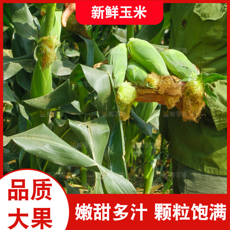正在采摘新鲜玉米