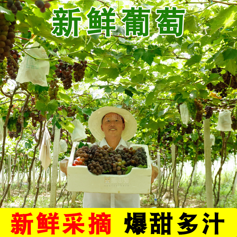 农民拿着一箱葡萄