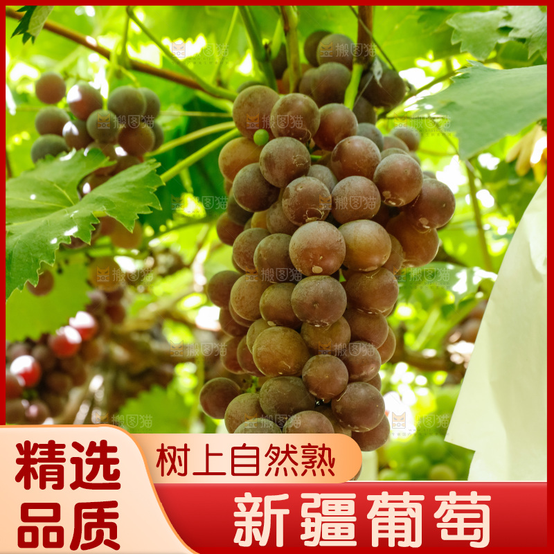 葡萄藤上的大串葡萄
