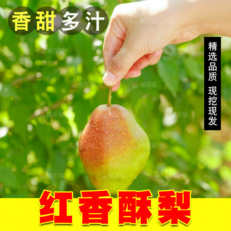 手里拿着红香酥梨