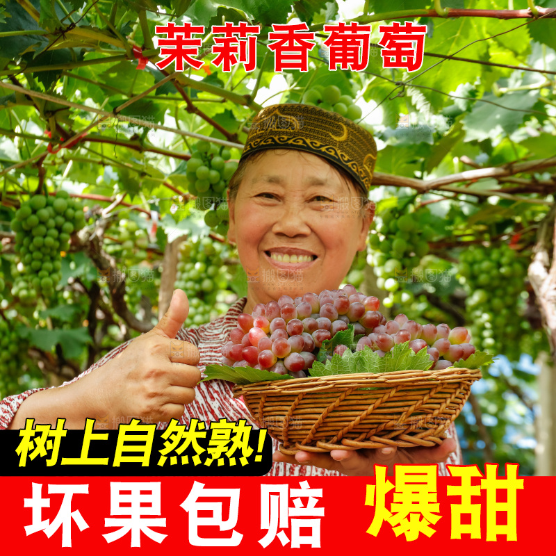 农民手里拿着一篮茉莉香红提