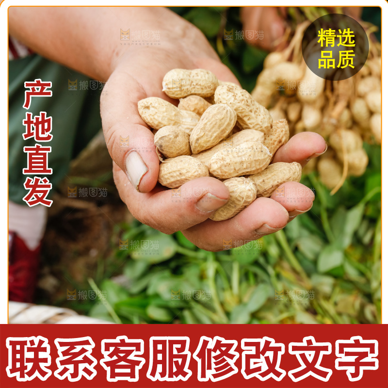 手里的拿着现摘花生