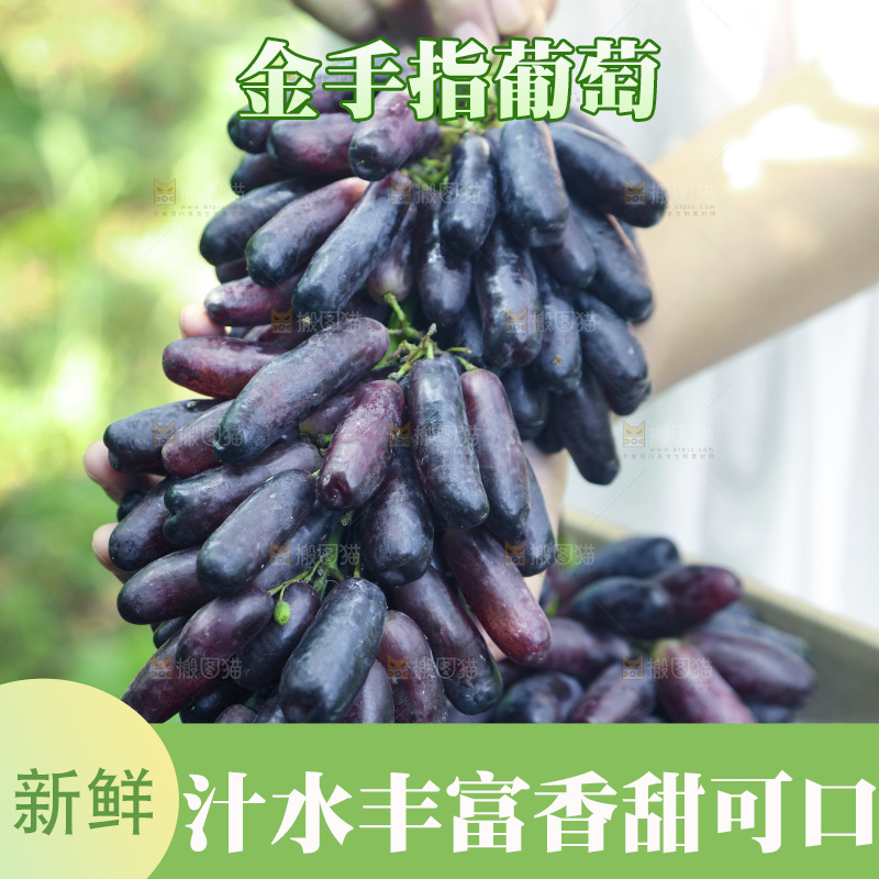 手里拿着无籽蓝宝石葡萄