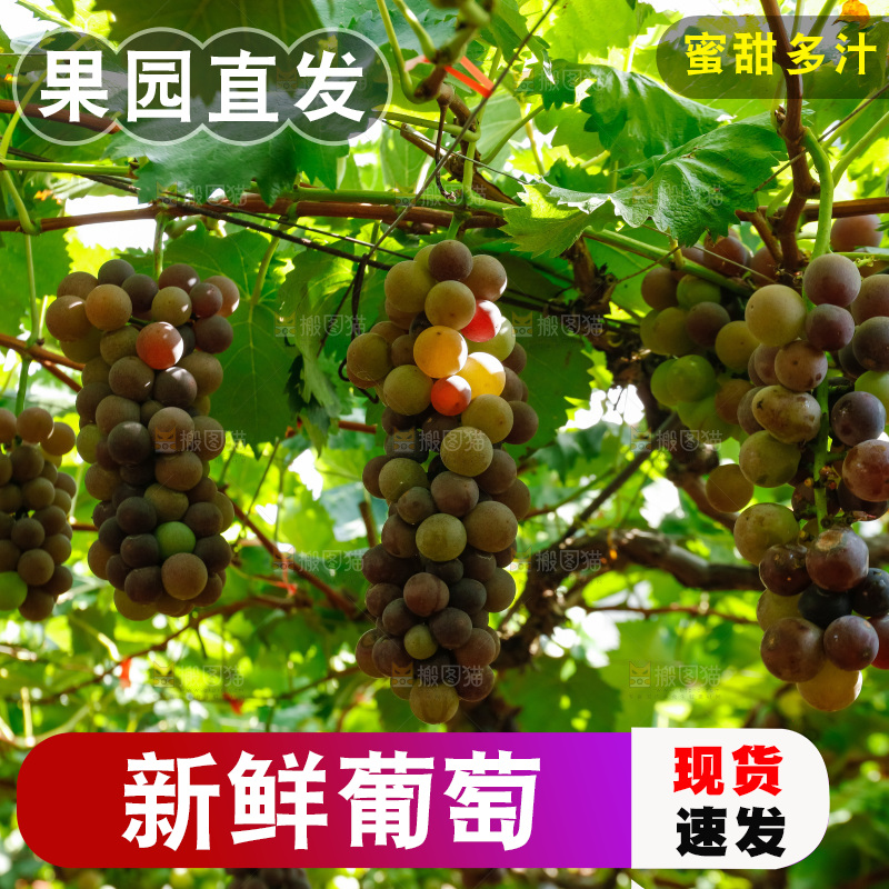 葡萄藤上的大串葡萄