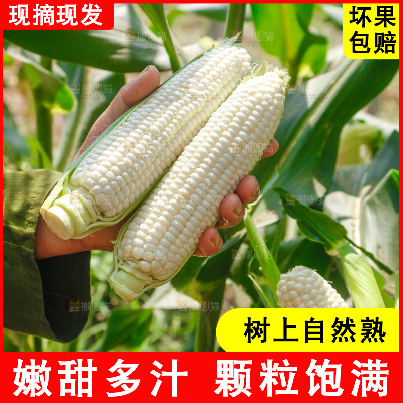 手里拿着漳州牛奶玉米
