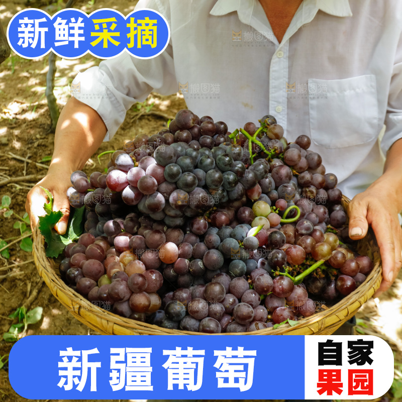 农民拿着一篮巨峰葡萄