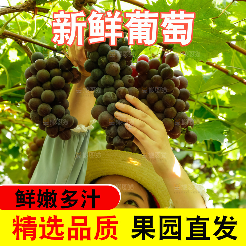 女孩正在采摘葡萄