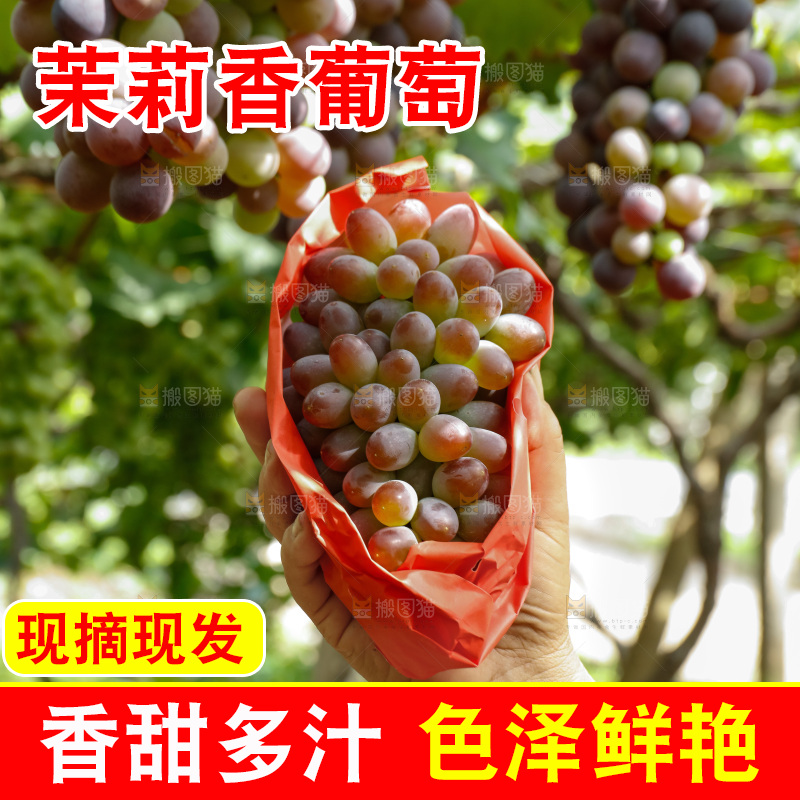 手里拿着茉莉香葡萄