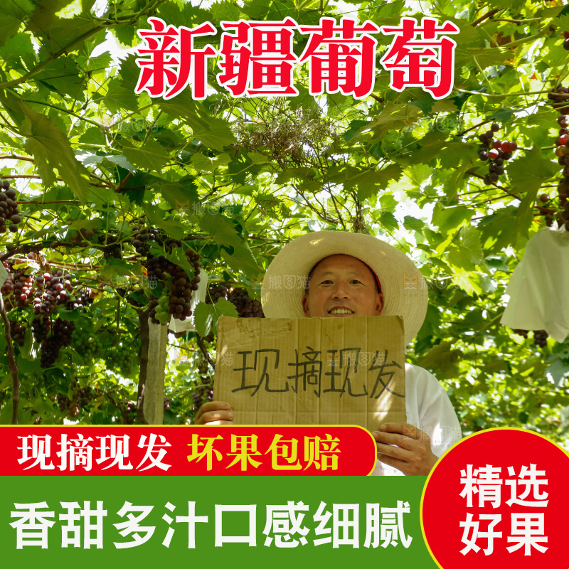 农民站在葡萄藤下