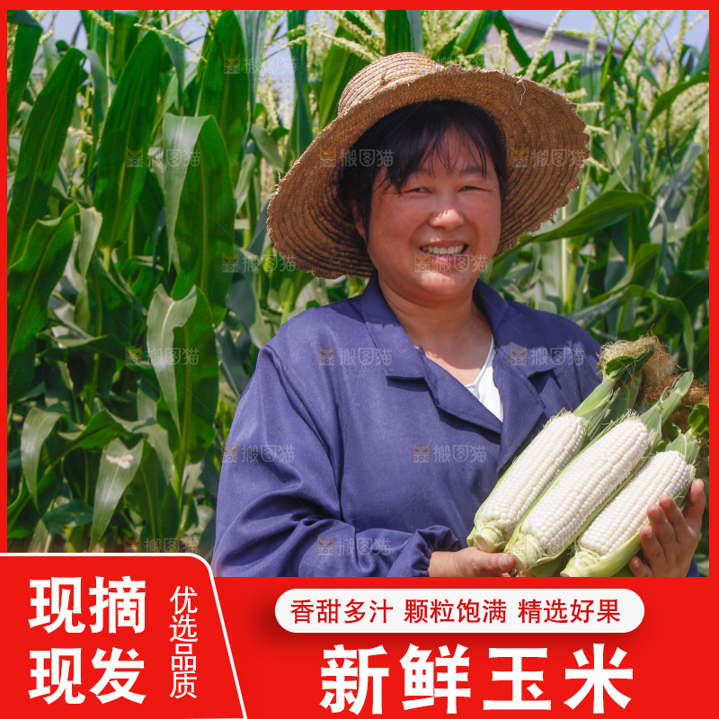 农民手里拿着牛奶玉米