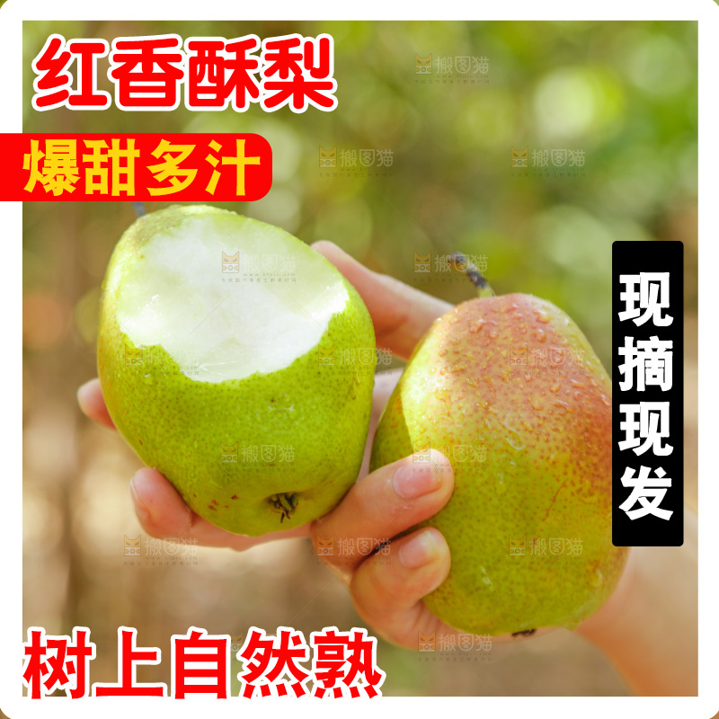 手里拿着红香酥梨