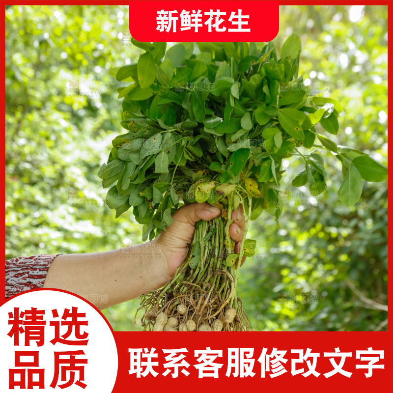 手里拿着现挖花生