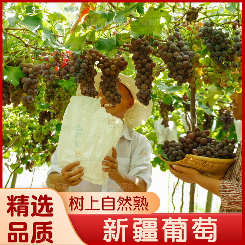 农民正在采摘葡萄
