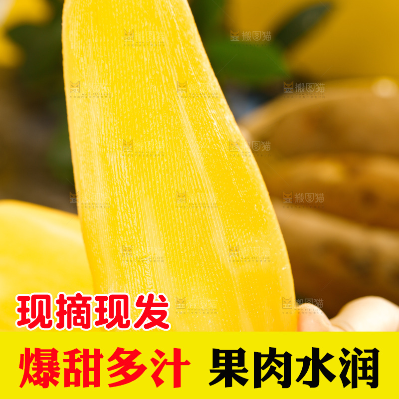 手里拿着天山雪莲果