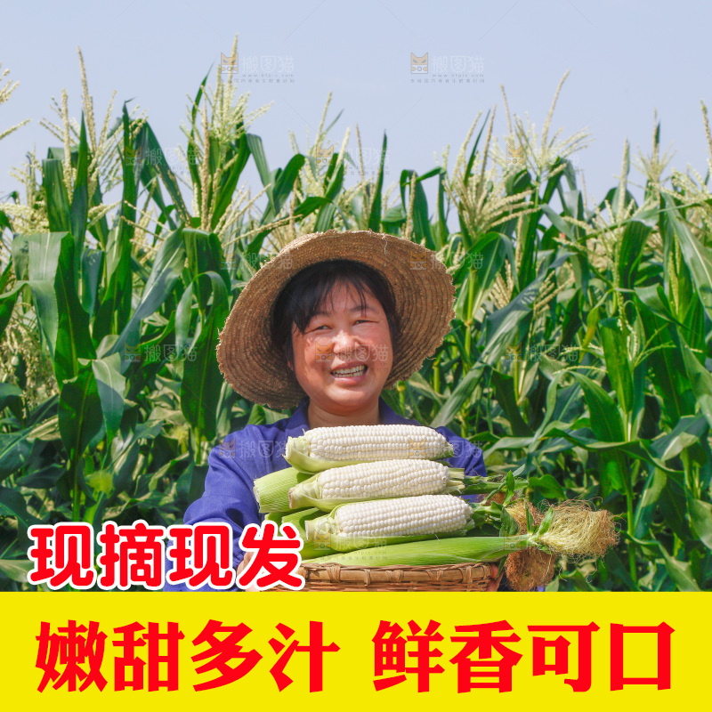 农民手里拿着一筐玉米