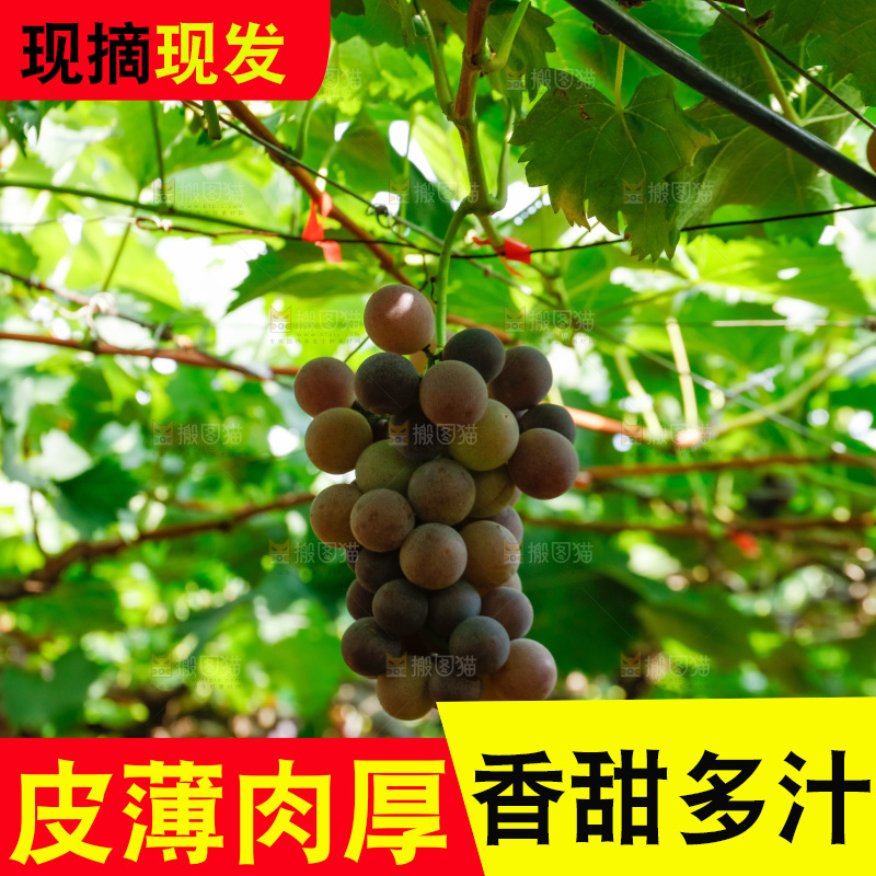 葡萄藤上的大串葡萄