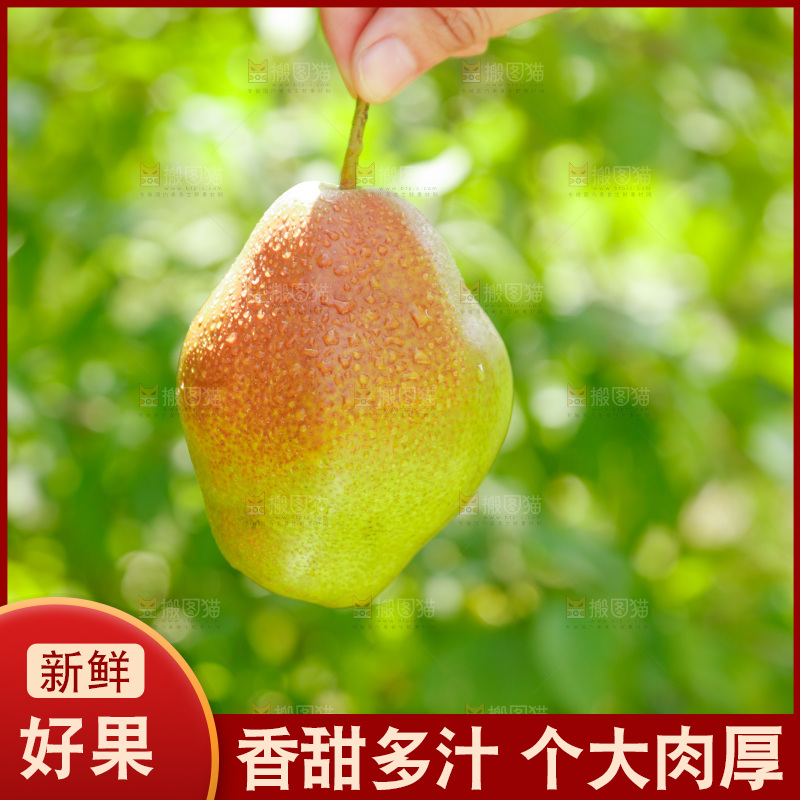 手里拿着红香酥梨