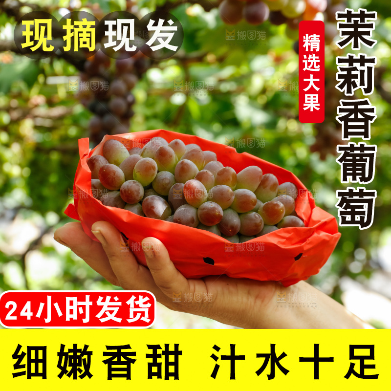 手里拿着茉莉香葡萄