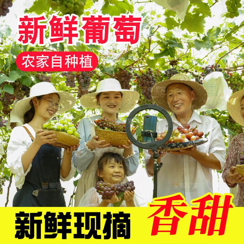 农民正在葡萄园直播