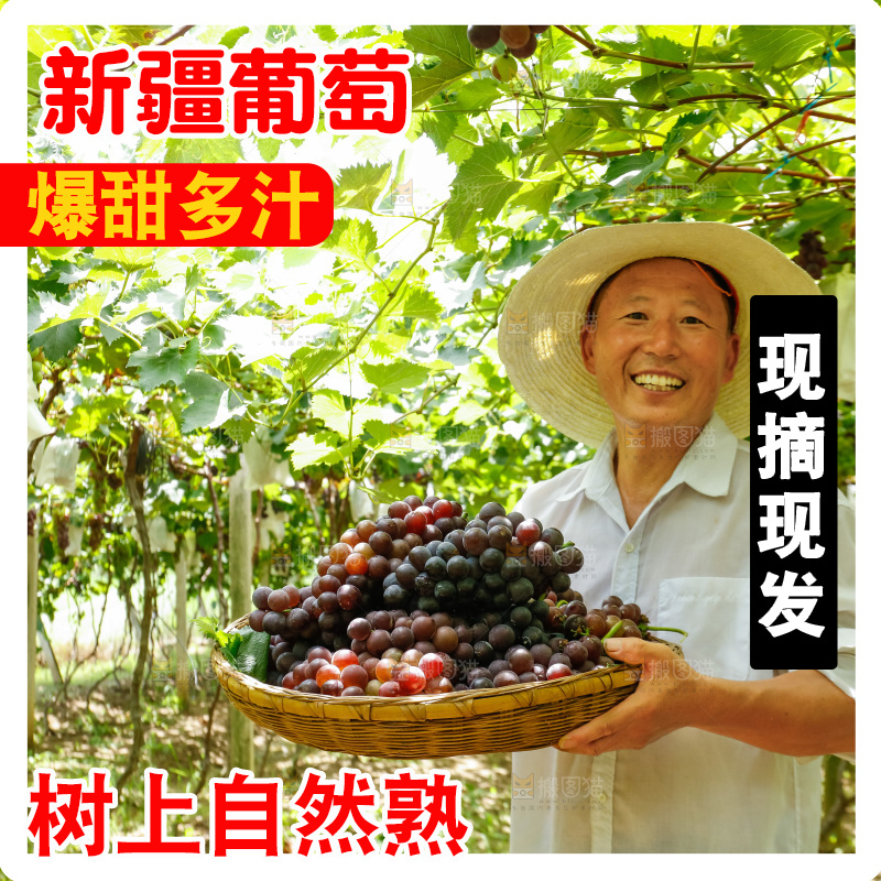 农民拿着一篮巨峰葡萄