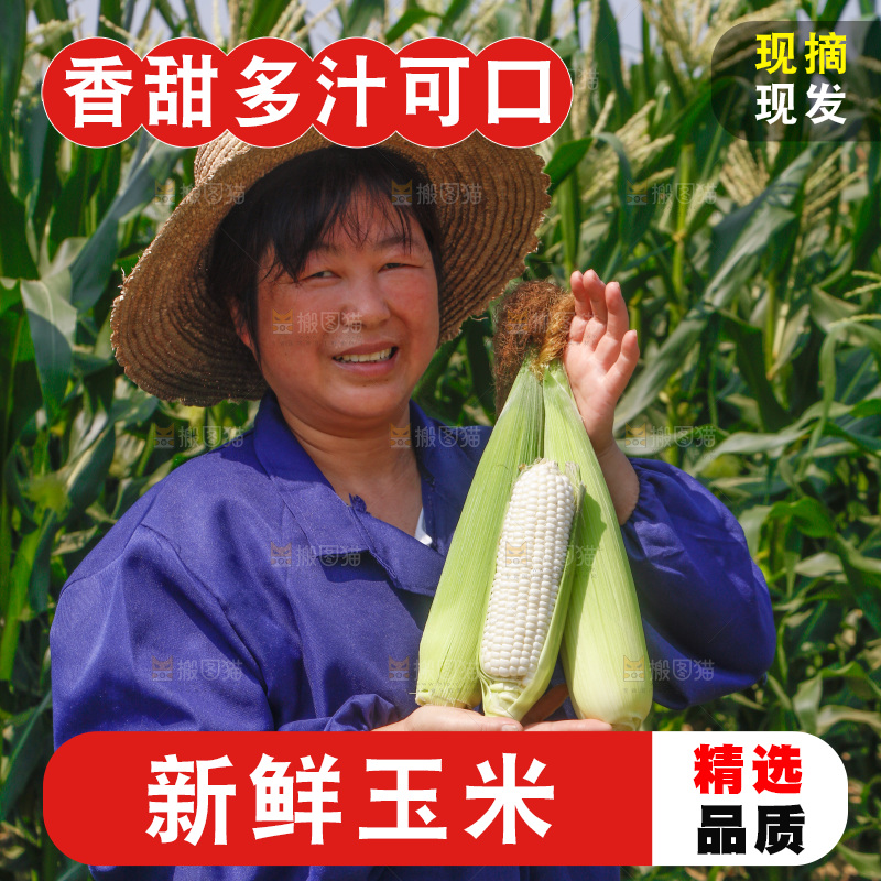 农民手里拿着牛奶玉米