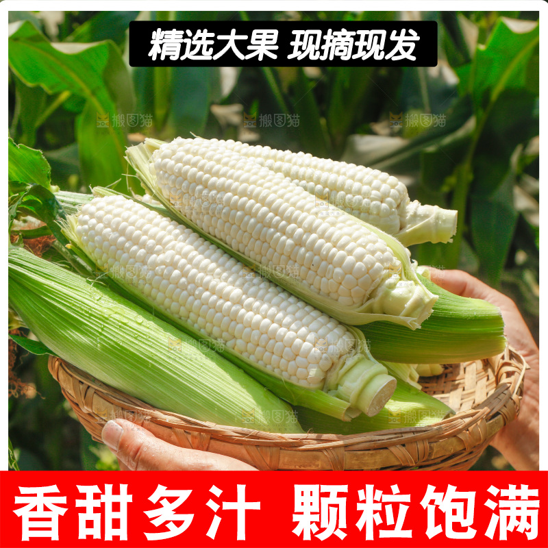 手里拿着一筐牛奶玉米