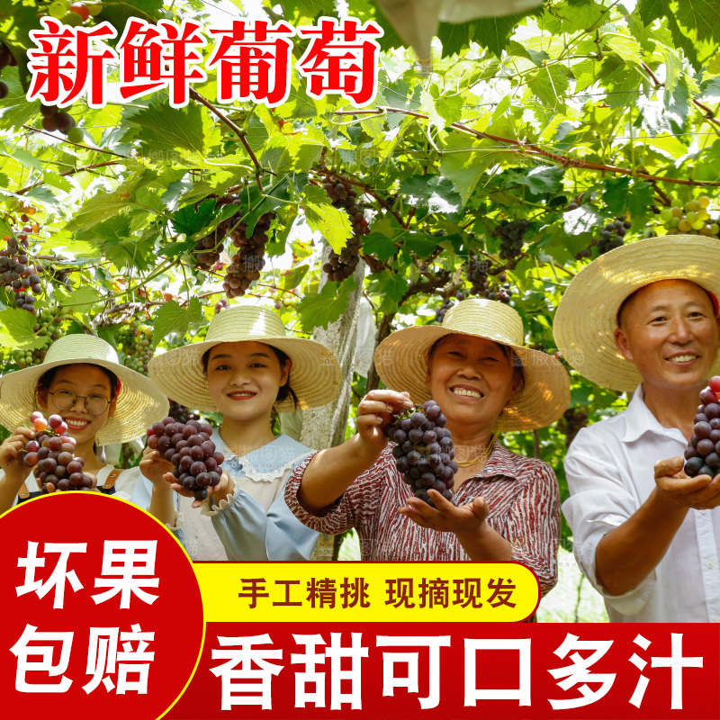 农民手里拿着现摘葡萄