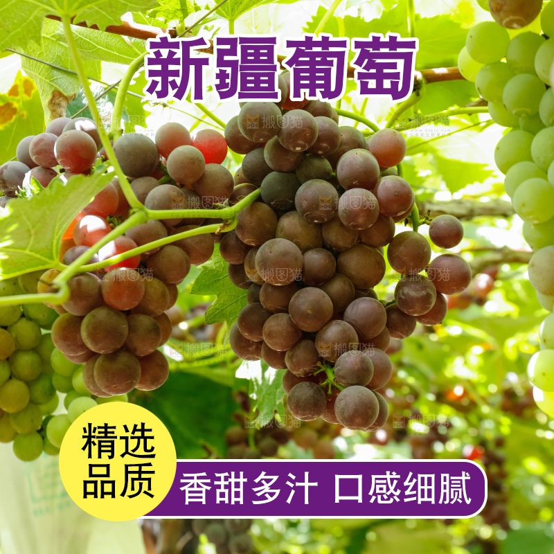 一大片成熟的葡萄