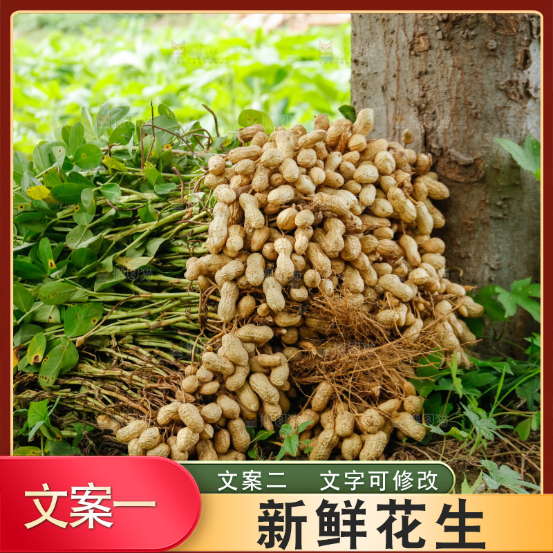 花生地里的新鲜花生