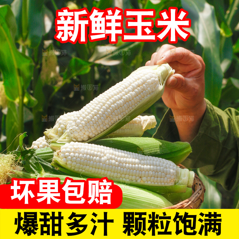手里拿着一筐牛奶玉米