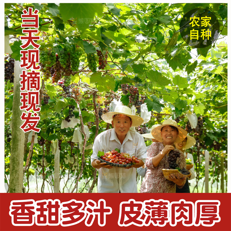 农民手里拿着现摘葡萄