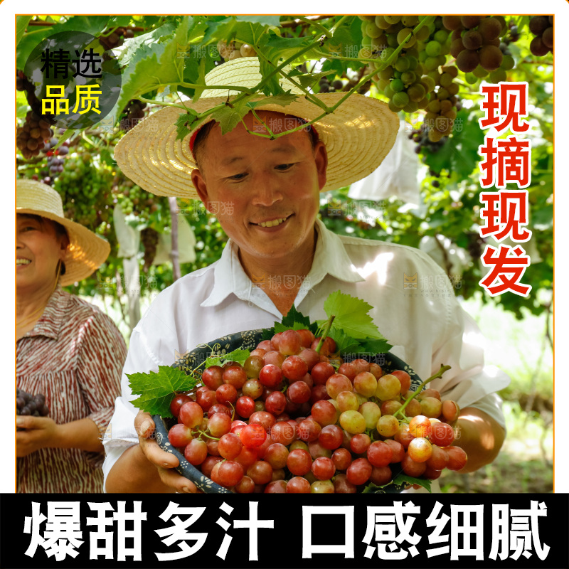 农民手里拿着一篮新鲜红提
