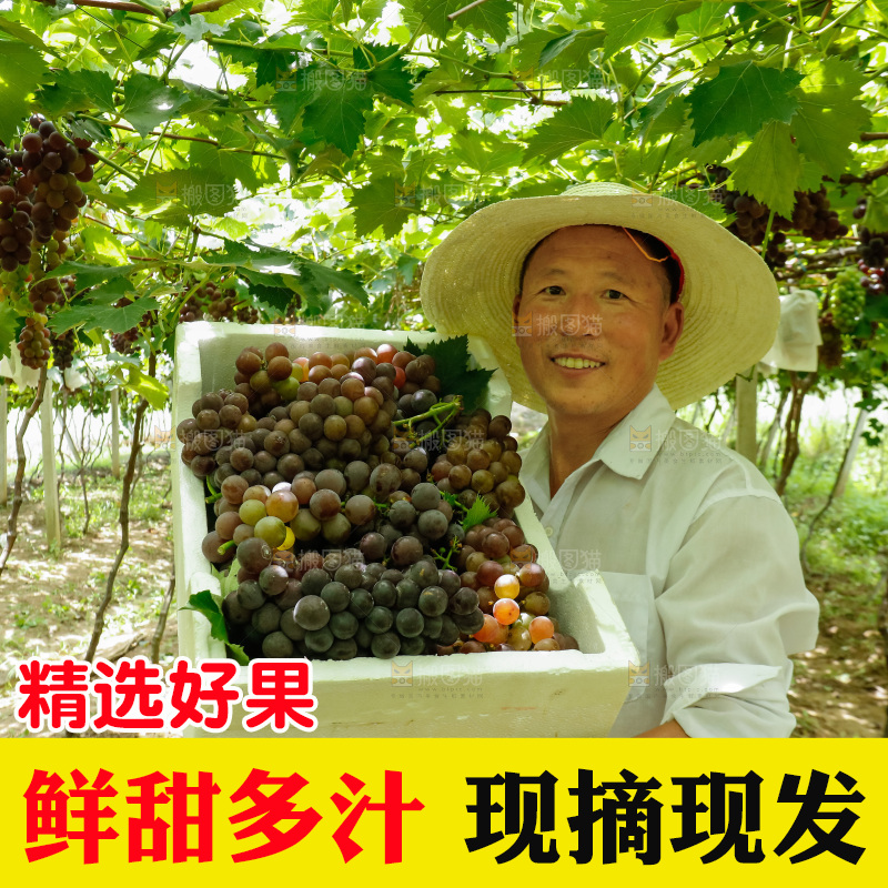 农民拿着一箱葡萄