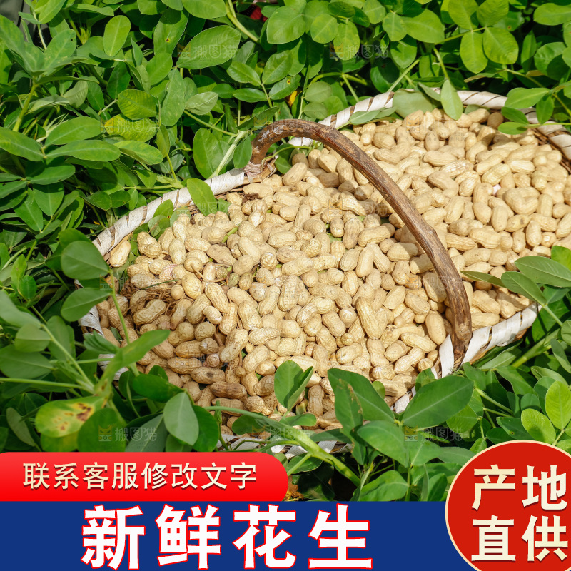 地里放着一筐现挖花生