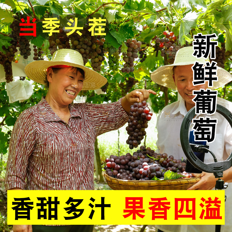 农民手里拿着新鲜葡萄