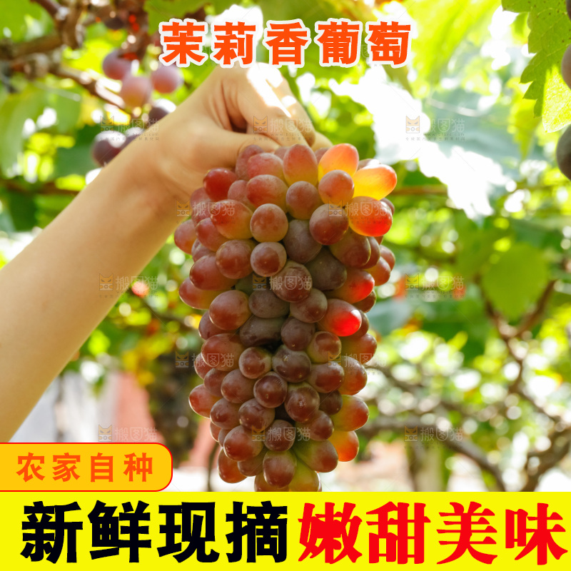 手里拿着茉莉香葡萄