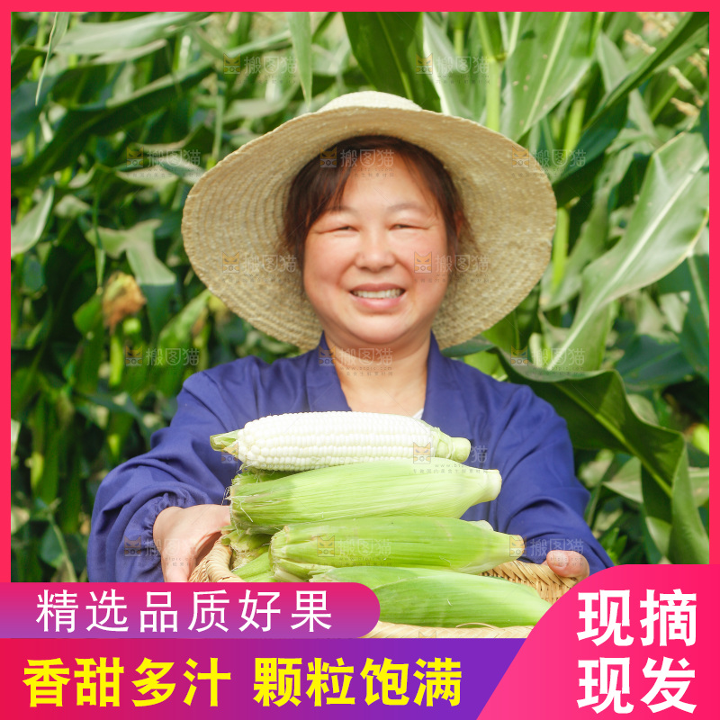 农民手里拿着一筐玉米