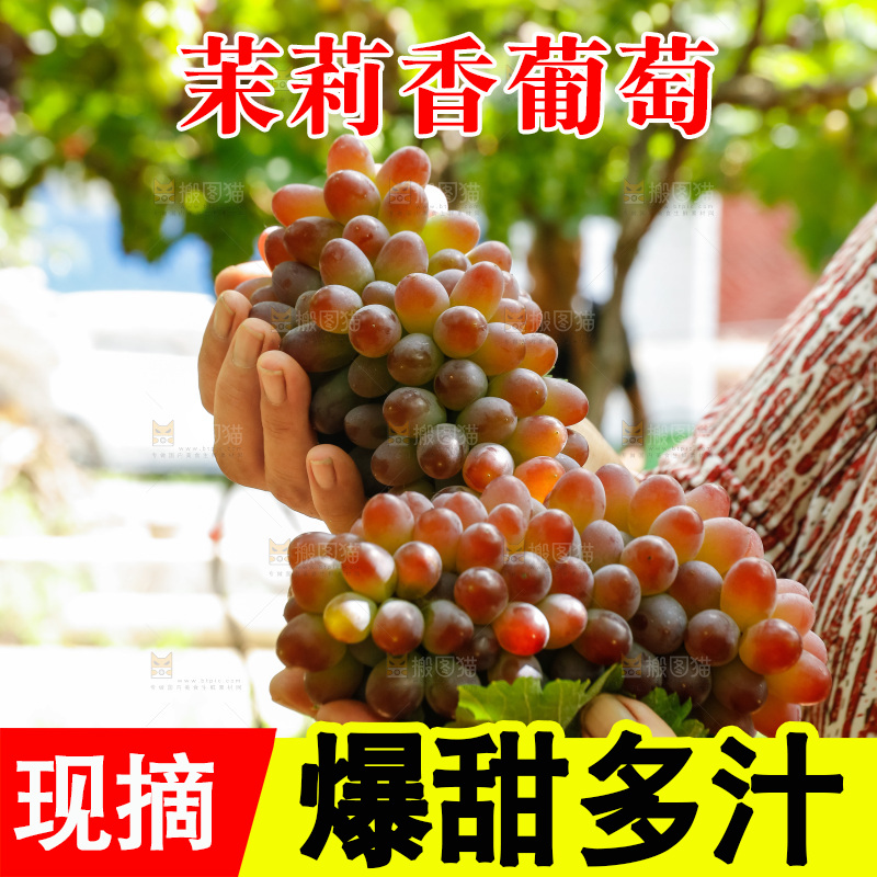 手里拿着茉莉香葡萄