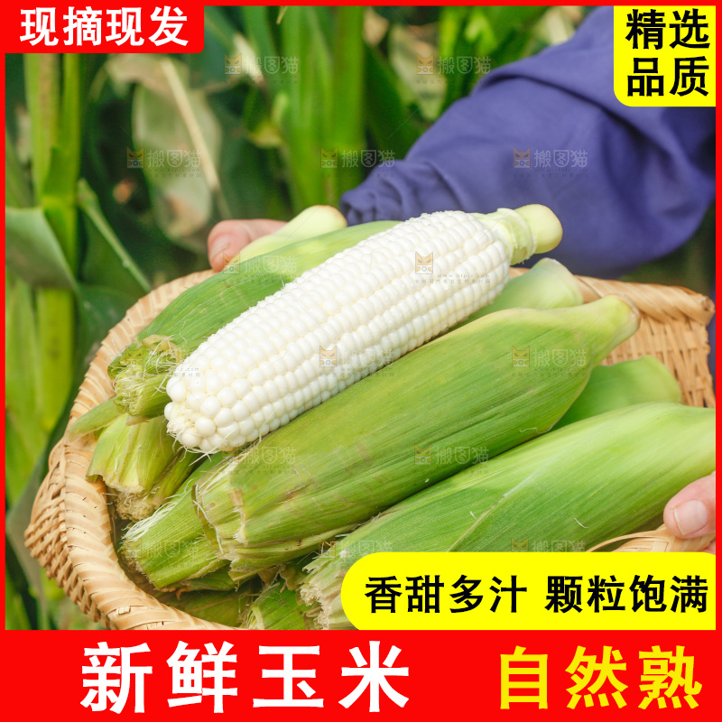 手里拿着一筐牛奶玉米