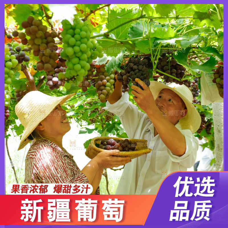 农民正在采摘新鲜葡萄