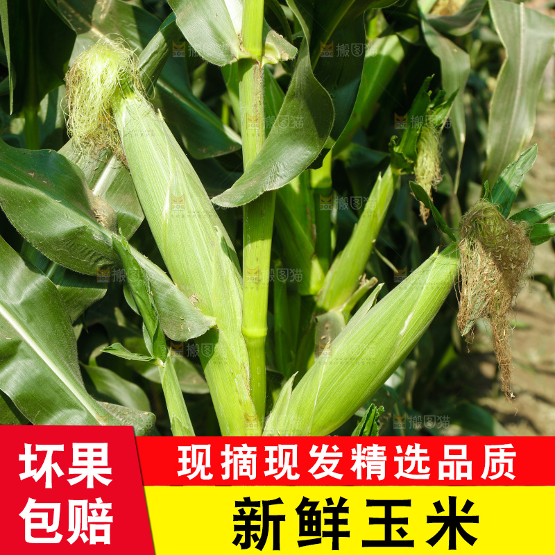 玉米杆上的新鲜玉米