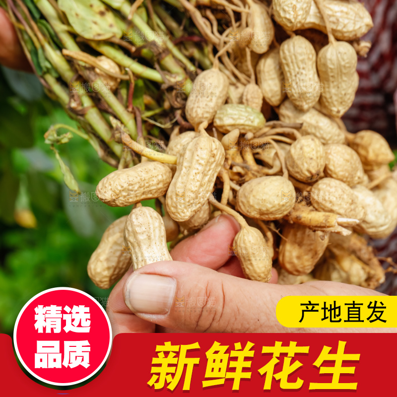 手里拿着带壳花生