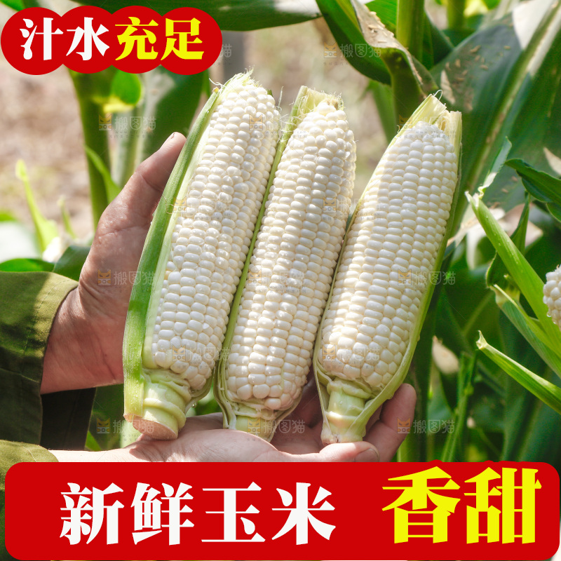 手里拿着漳州牛奶玉米